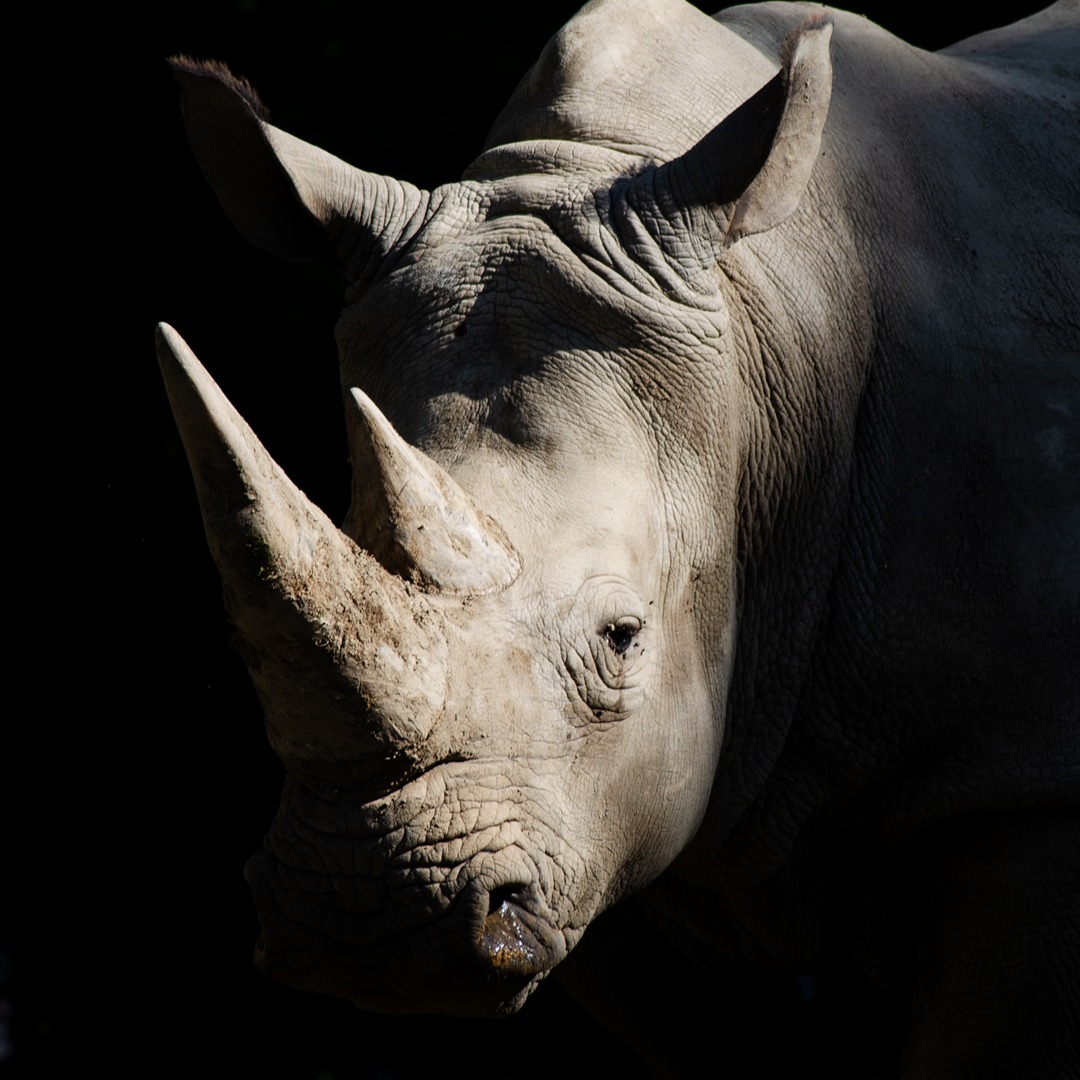 Photographie animalière