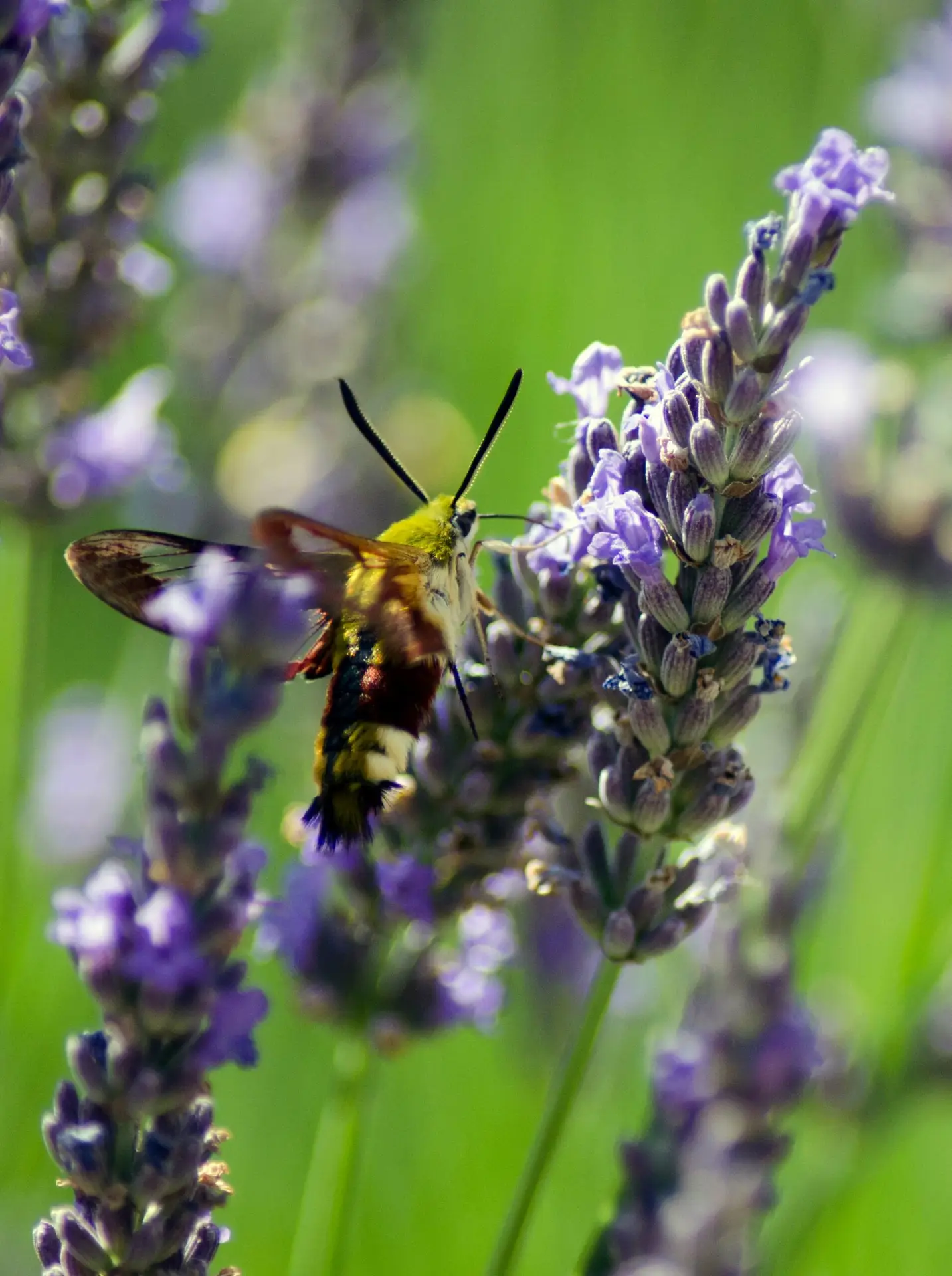 Macrophotographie