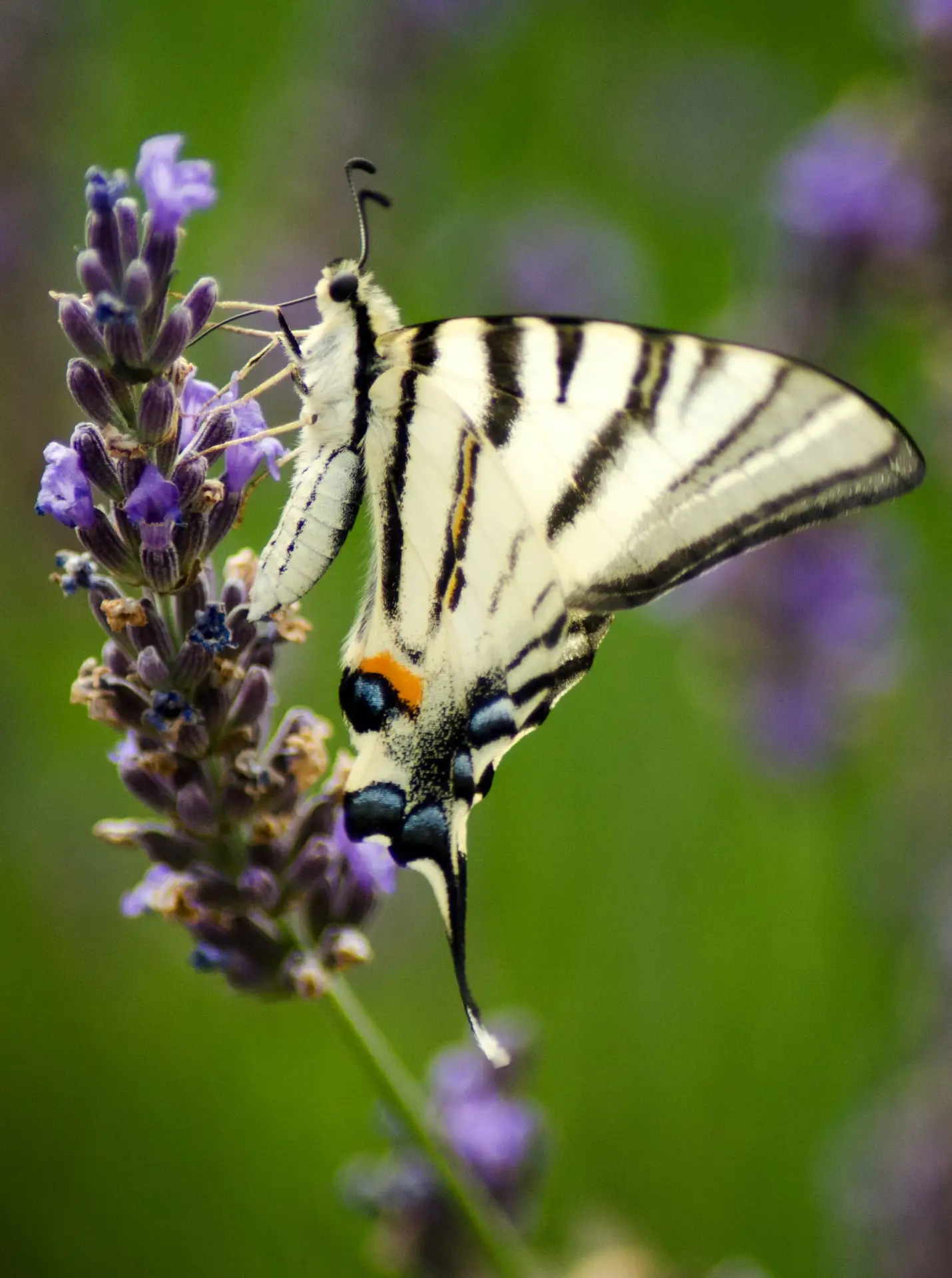 Macrophotographie