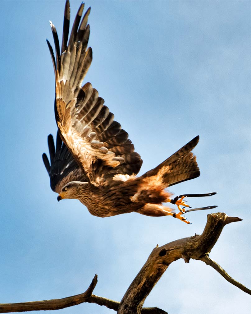 Photographie animalière