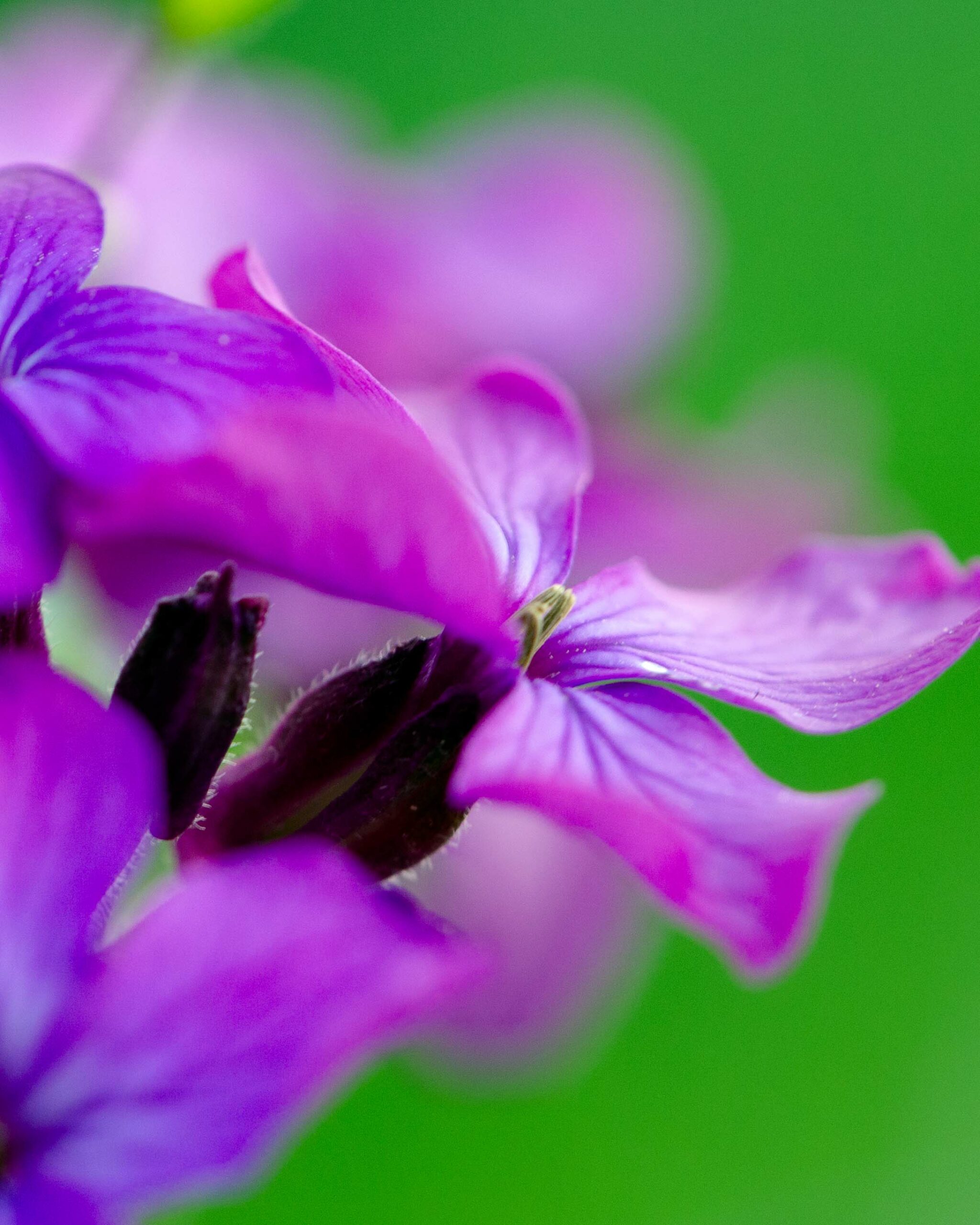 Macrophotographie