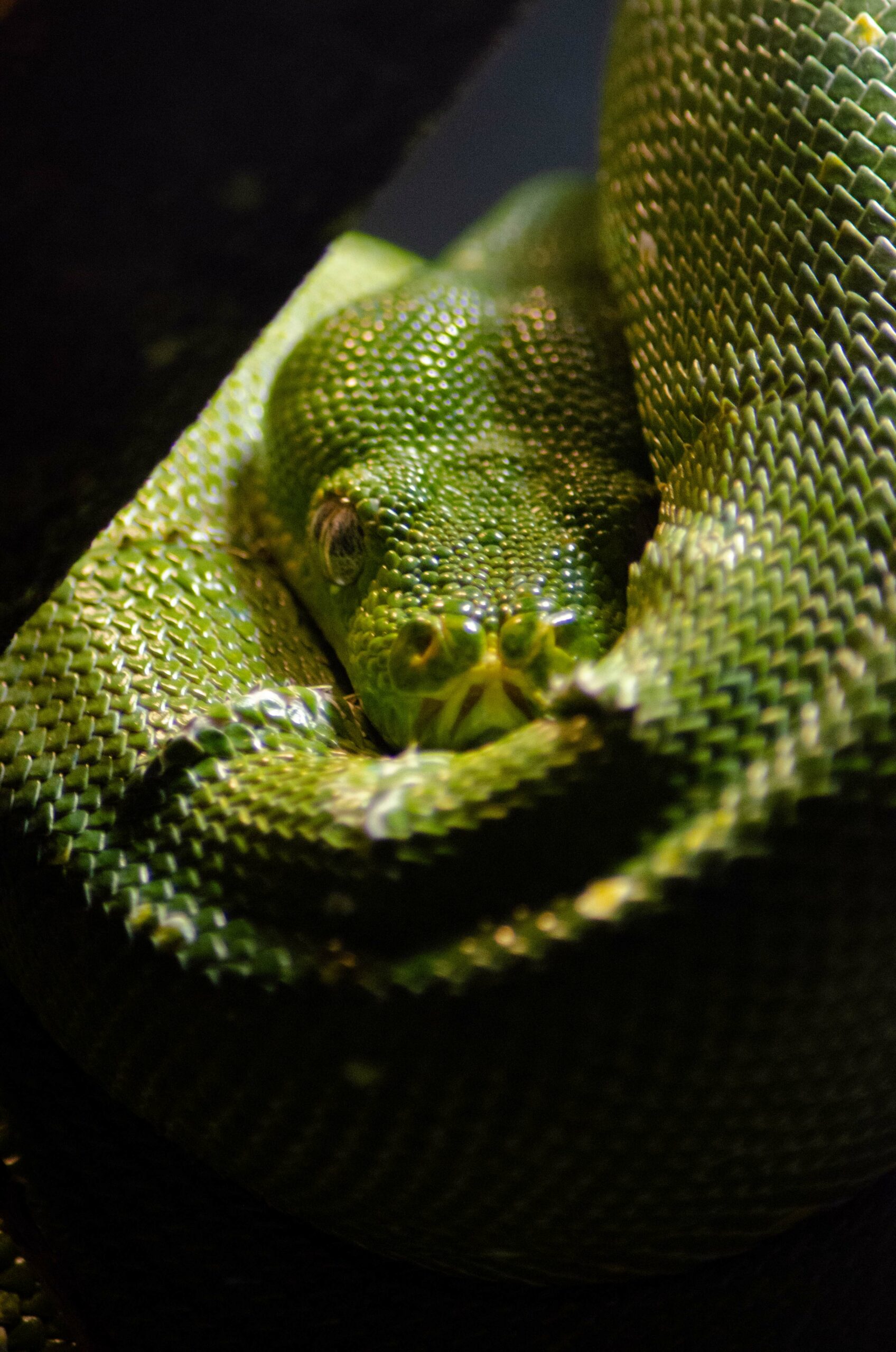 Photographie animalière