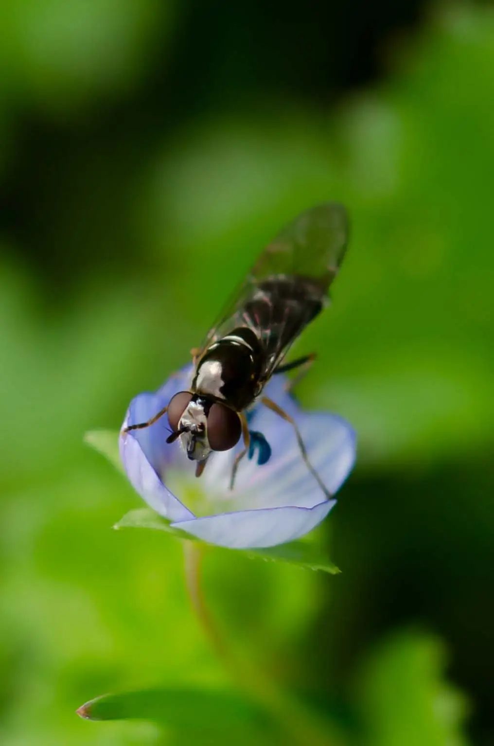 Macrophotographie