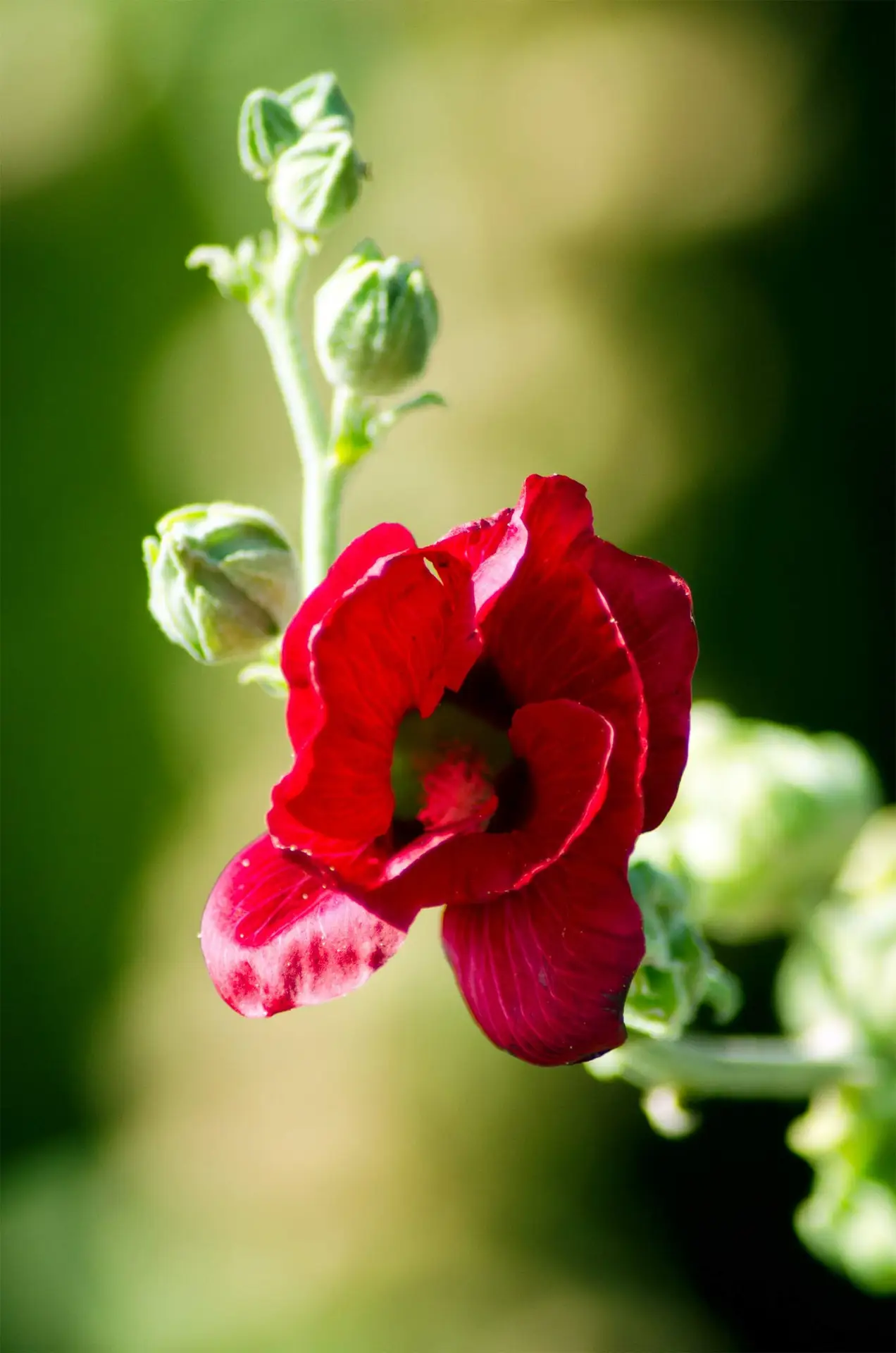 Macrophotographie