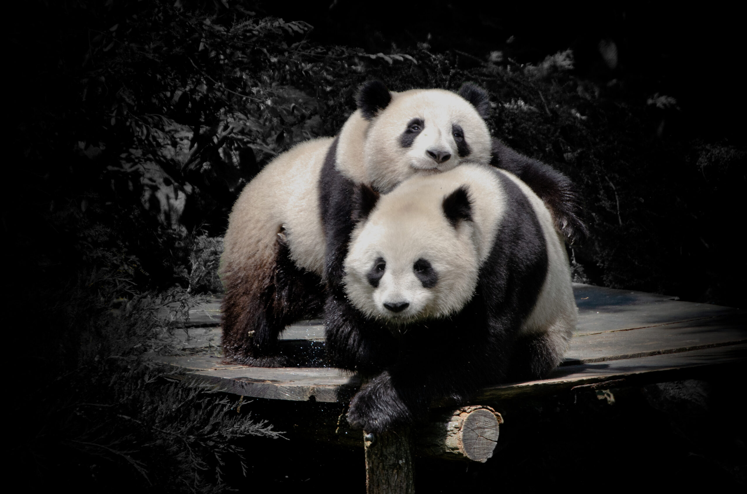 Photographie animalière