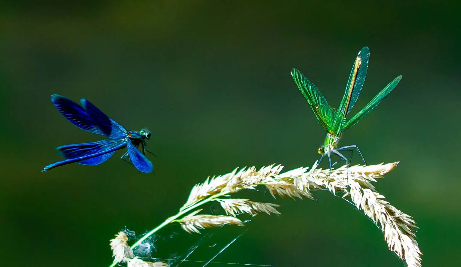 Macrophotographie