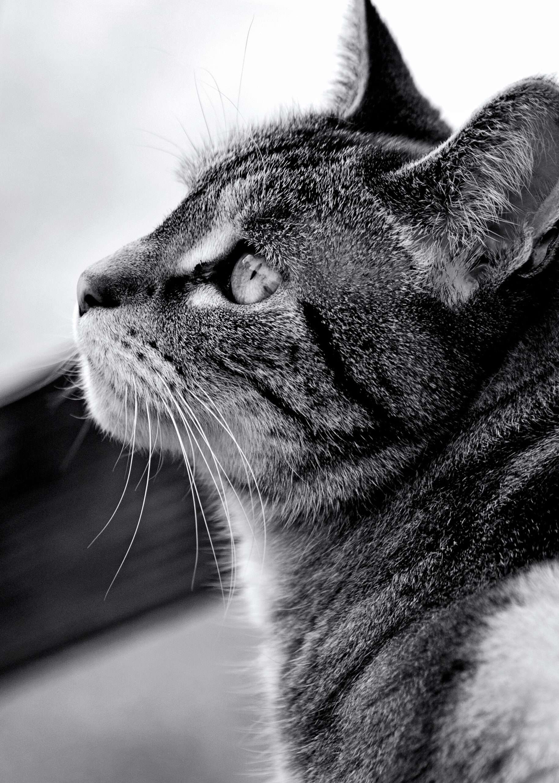 DSC_0521 chat