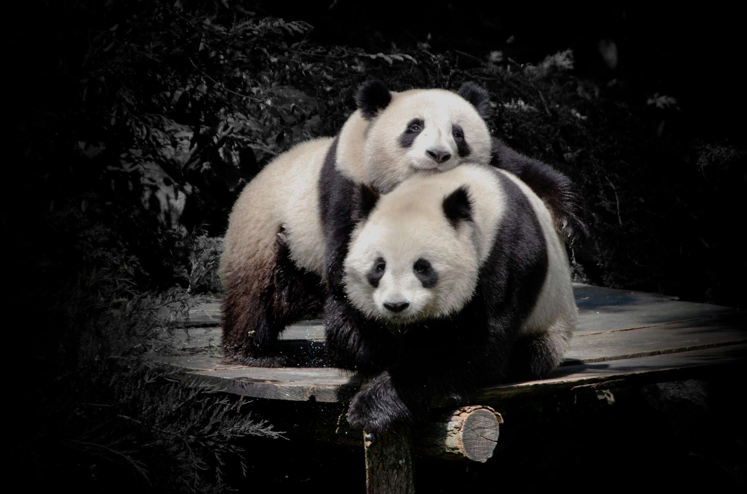 DSC_0753 PANDA
